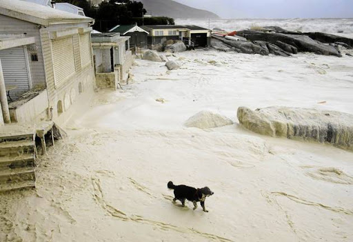 SEA SPONGE: A dog walks through foam deposited on the beach as huge storm swells batter seaside homes and the NSRI base in Bakoven, Cape Town, this week