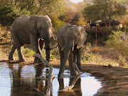 Footage captured of the elephant lifting the game drive truck full of tourists into the air at Pilanesberg National Park has been doing the rounds on social media.