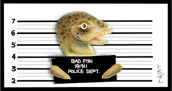 Bad fish