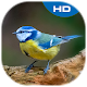 Download Birds Theme and Launcher For PC Windows and Mac 1.0