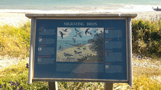 Migrating Birds