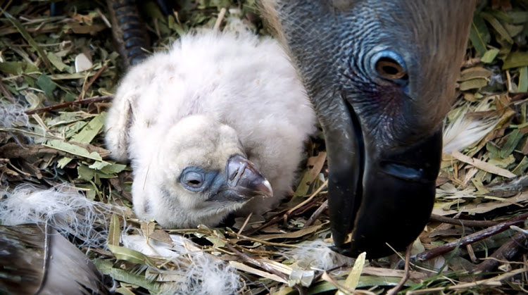 A Cape vulture chick at the Vulpro Vulture Conservation Facility near Hartbeespoort Dam in North West, South Africa.