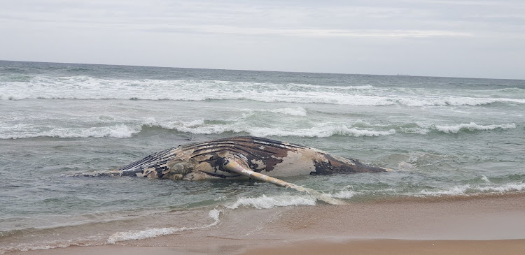The youngish whale washed up about a 100m from the lighthouse at Uhmlanga beach.