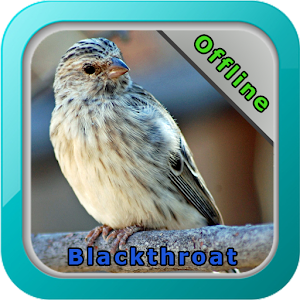 Download Chirping Blackthroat For PC Windows and Mac