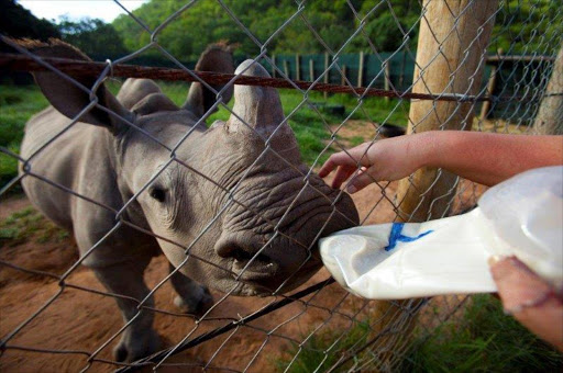 An aid worker feeding a baby rhino. File photo.