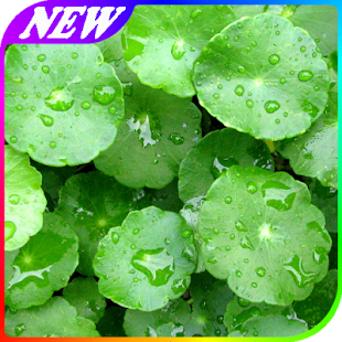 How to install Khasiat Manfaat Daun Antanan 1.2 unlimited apk for pc