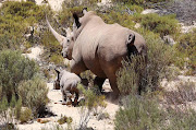 The latest white rhino calf at Aquila private game reserve, which was born on December 16, sticks close to mom as it explores its new fynbos world