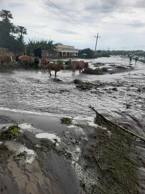 Some cattle stand on flooded ground to avoid being swept a way in Sindo , Suba South constituency on April 28,2024