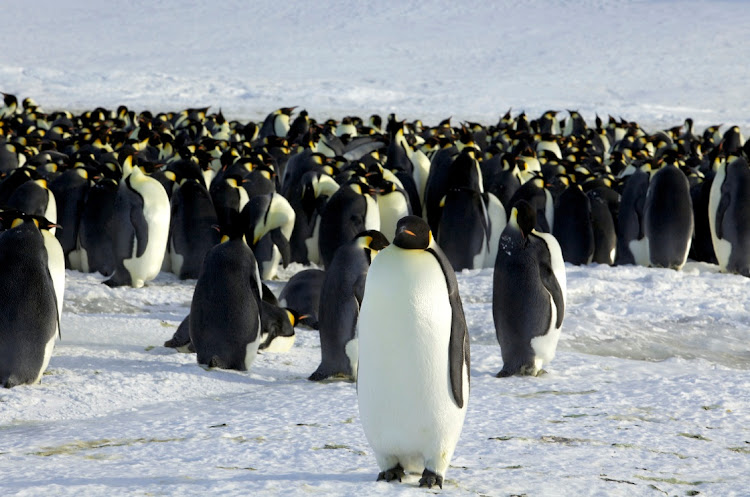 The spread of highly pathogenic avian influenza, commonly called bird flu, to Antarctica has raised concerns for isolated populations of species that have never been exposed to the virus, including penguins. File photo.