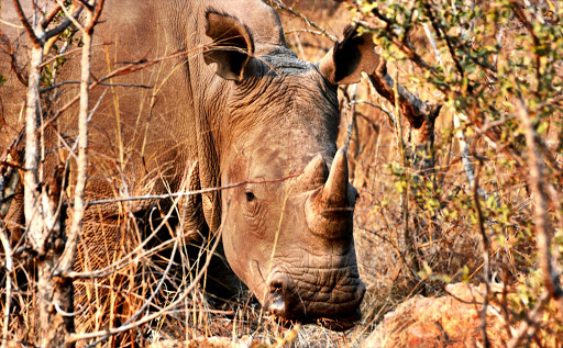 The rhino in the Mthetomusha game reserve have been ear-notched and were dehorned as part of anti-poaching efforts. The small horn has since grown back a little.