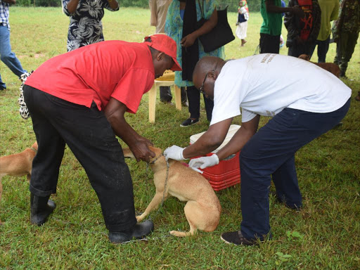 A veterinary officer administers a rabies vaccine to a dog at Shimbahills area in Kwale County on September 2, 2018../Chari Suche