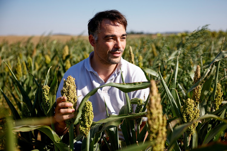 French farmer Eudes Coutte in a sorghum field near Saint-Escobille, France, on August 11 2022. Picture: REUTERS/SARAH MEYSSONNIER
