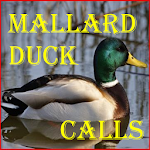 Mallard Duck Calls Apk