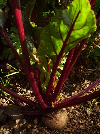 Detroit Dark Red growing.