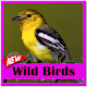 Download The Singing of the Wild Bird For PC Windows and Mac 1.0