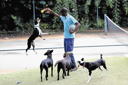 BARKING MAD: Edson Mvundla keeps the youngsters amused at Happy Tails, a dog daycare centre in Bryanston