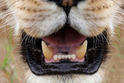 African-Lioness-teeth-close-up-_V5W5157-Keekorok-Lodge,-Maasai-Mara,-Kenya