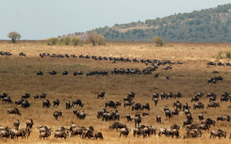 Wildebeest in Kenya's Maasai Mara National Reserve. Picture: REUTERS/THOMAS MUKOYA