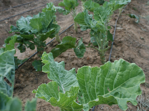 A kales farm in Yatta constituency, Machakos county. Photo/FILE