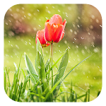 Flower Live Wallpaper Apk