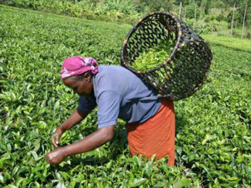 A worker picking tea at a farm in Nandi on April 29th