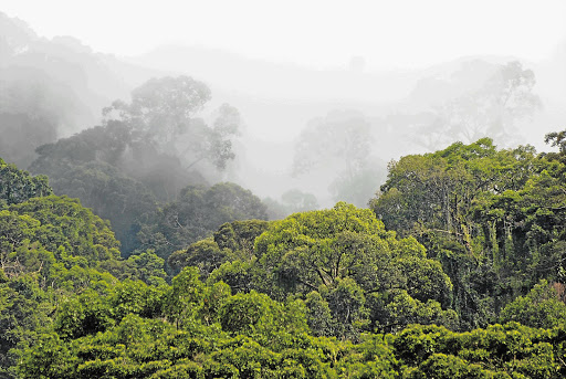 Lowland rain forest like this example in Danum Valley, above, is shrinking fast - bad news for species like the red leaf-monkey, below left.