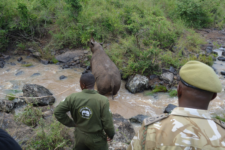 A black Rhino which had fallen into a river at the Nairobi National Park being rescued on January 16, 2024.