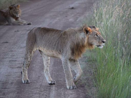 The lion named 'Lemek' that was found dead in Kitengela, March 31, 2016. Photo/COURTESY