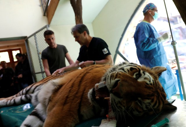 Igor, the 13 year-old Siberian tiger lies on the operation table before the non invasive stem cell surgery in Zoo Szeged, Hungary April 18, 2018.