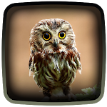 Owl Live Wallpaper Apk