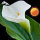 Download Calla Flower Clock Widget For PC Windows and Mac 1.0