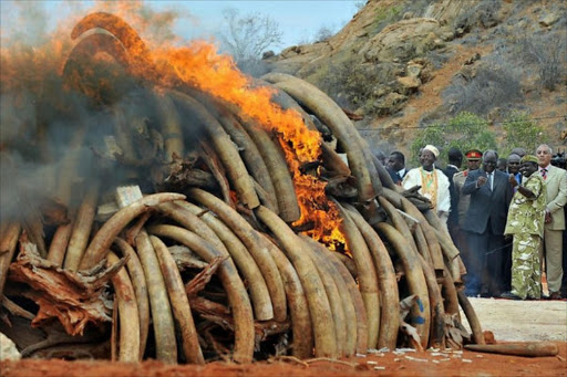 CONSERVATION FIRE: President Kibaki presides over the burning of ivory by the Kenya Wildlife Service on July 27.Photo/File