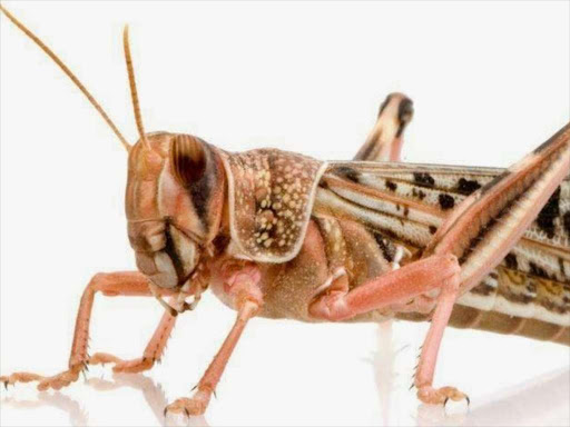 Researchers are doing trials for a proposed controlled mass rearing of locusts. /FILE