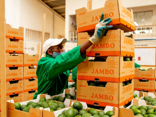 A worker packing avocados ready for market.