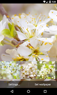 How to download Thorn bush Live Wallpaper 1.0 apk for android