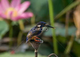 Azure Kingfisher by Kelly Gordon -   ( nature, lotus, birds, kingfisher, wildlife )