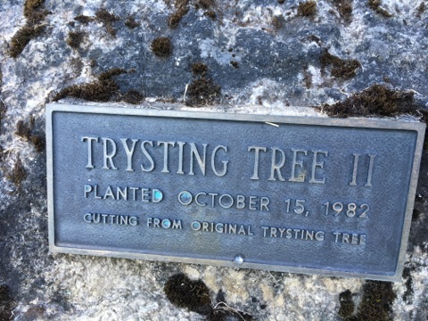 Trysting Tree IIPlanted October 15, 1982Cutting from original Trysting Tree