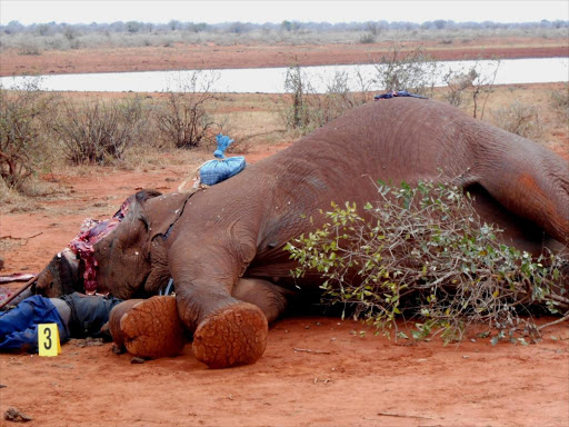 The body of a suspected poacher killed in Tsavo west lies next to the elephant carcass he had killed in this 2013 file photo.