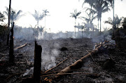 A charred trunk is seen on a tract of Amazon jungle that was recently burned by loggers and farmers in Iranduba, Amazonas state, Brazil