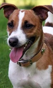 How to get Jack RussellTerrier Wallpapers 1.0 mod apk for pc