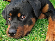 Rottweilerr. File photo