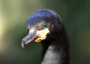 Cape cormorants have been most affected by the outbreak of avian influenza in the Western Cape. File photo.