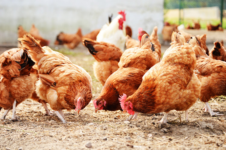 Chickens on traditional free range poultry farm. A broiler breeder farm in Worcester, Western Cape, last week was the latest to detect the virus, after five other farms in Gauteng and the North West were infected.