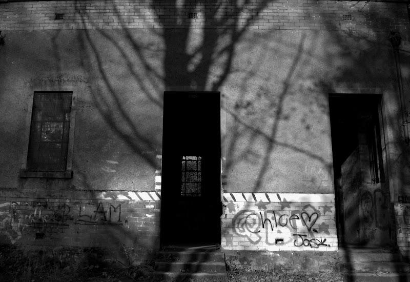 shadow tree grafitti