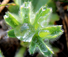    Lady's Mantle, Цариче, (Alchemilla vulgaris L.),  by РАЙНА СИНДЖИРЛИЕВА -  