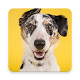 Download Dog Information App For PC Windows and Mac 2.7