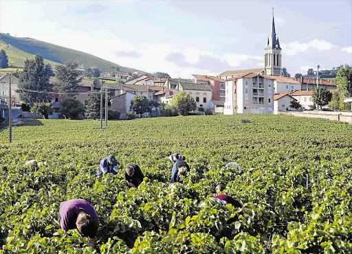 BEARING FRUIT: Harvesting the wine grapes