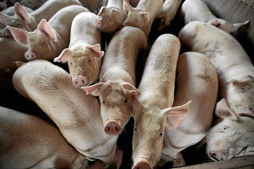 A truck trailer carrying 75 pigs rolled in Mpumalanga sending the animals into a frenzy. Three of the pigs were reportedly looted.