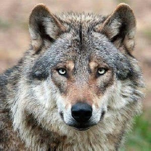 Download Wolf Barking Sound For PC Windows and Mac
