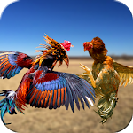 Farm Deadly Rooster Fighting Apk
